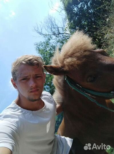 Лошадь пони