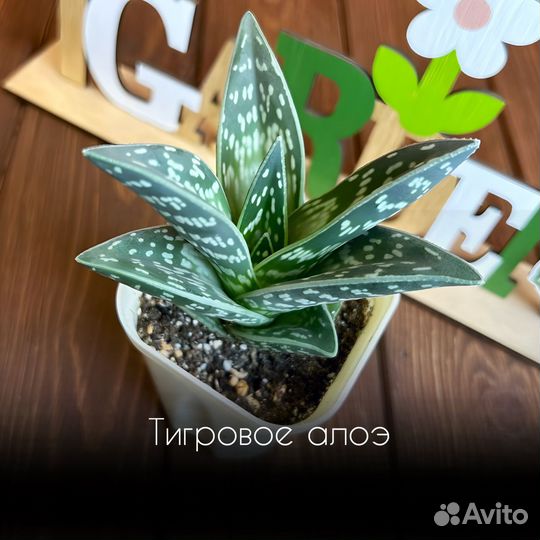 Алоэ тигровое