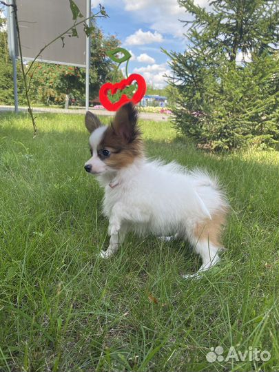 Папильон мальчик