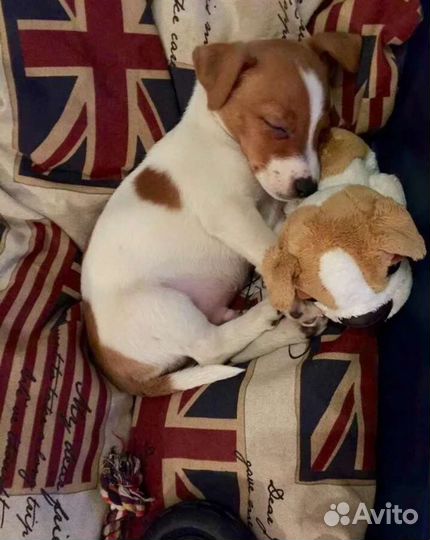 Щенки Джеки коротколапые, гладкошерстные