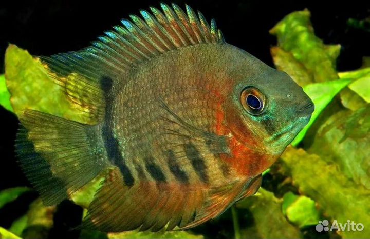 Цихлазома Северум