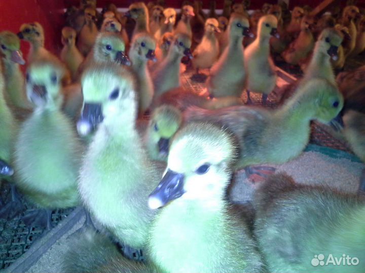 Муларды, гусята, утята опт и розница