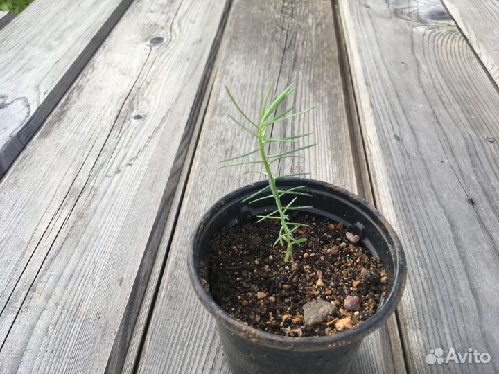 Криптомерия - японский кедр