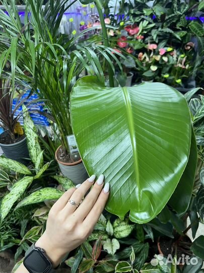 Стрелиция николая