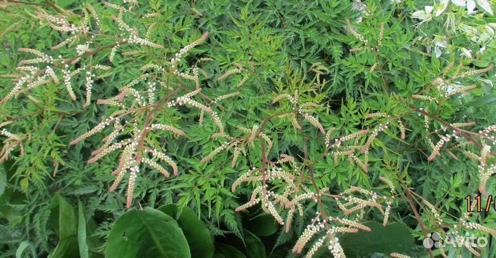 Волжанка (арункус) Вольдемар Мейер