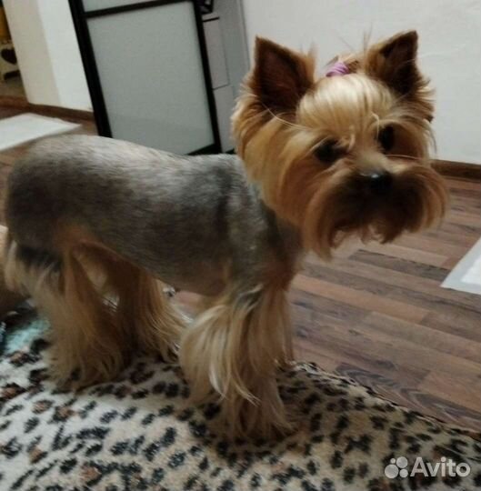 Йоркширский терьер щенки