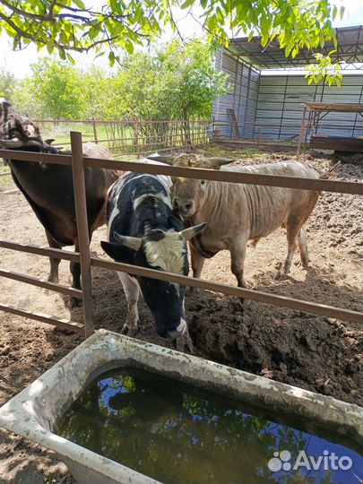 Быки на племя