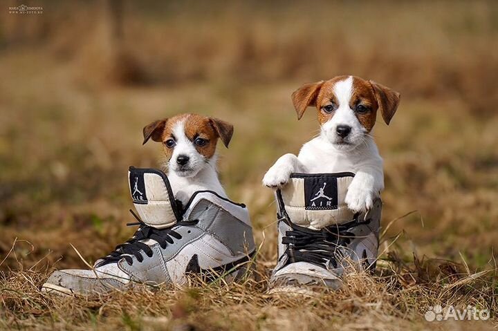 Джек Рассел терьер