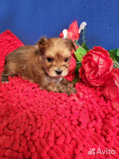 Щенки русская салонная йорк рожд.апрель23