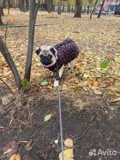 Жилетка для собачки