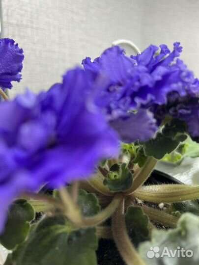Фиалки сортовые,лист на срез