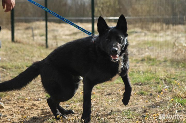 Собака в добрые руки