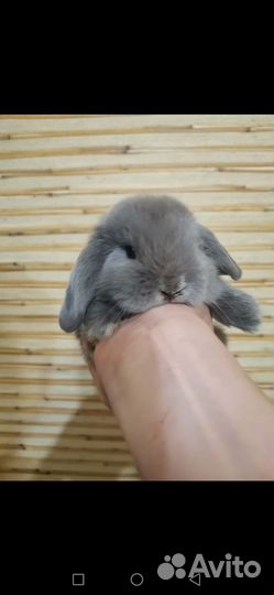 Карликовые вислоухие крольчата разных окрасов