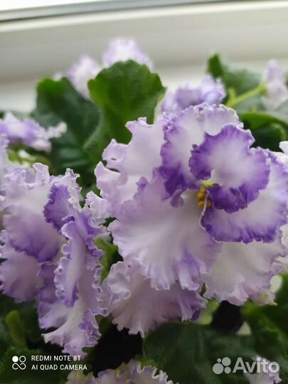 Сортовые фиалки