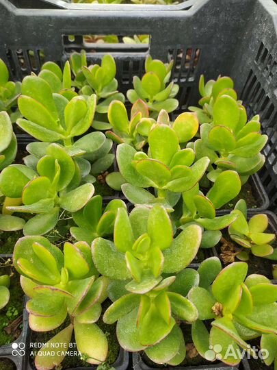 Комнатные растения. Бегония рекс, хойя, толстянки