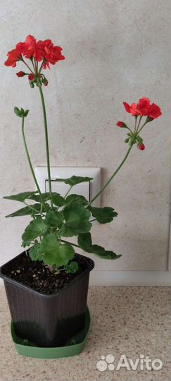 Калатея шафранная. Пеларгония герань