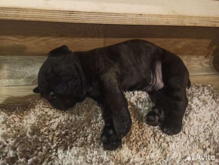 Щенки Кане Корсо