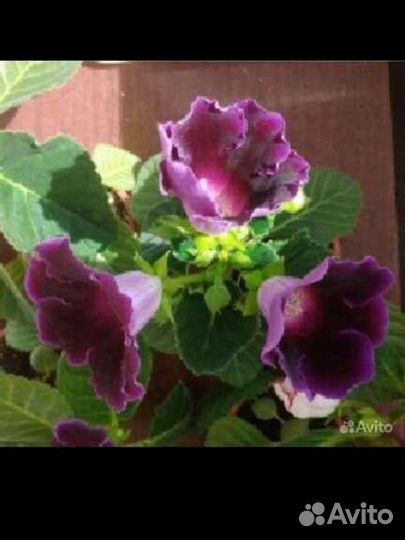 Глоксиния детки