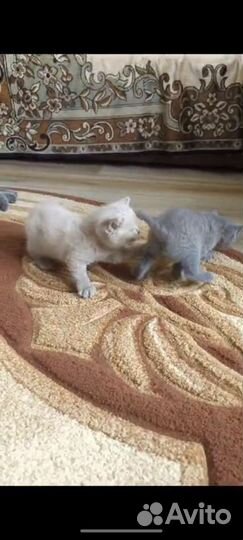 Британские котята