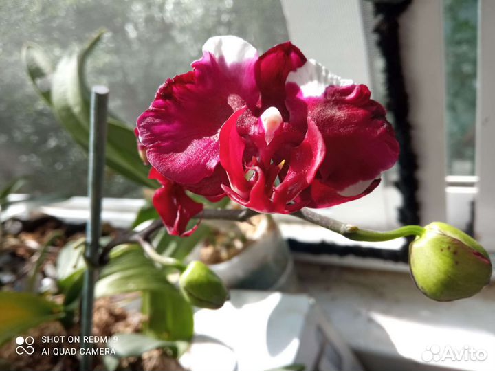 Орхидея взр Phal. Фуллера Саншайн в наличии