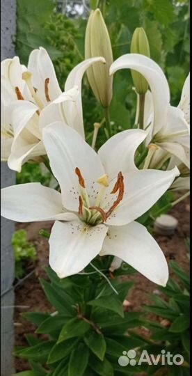 Лилии луковицы