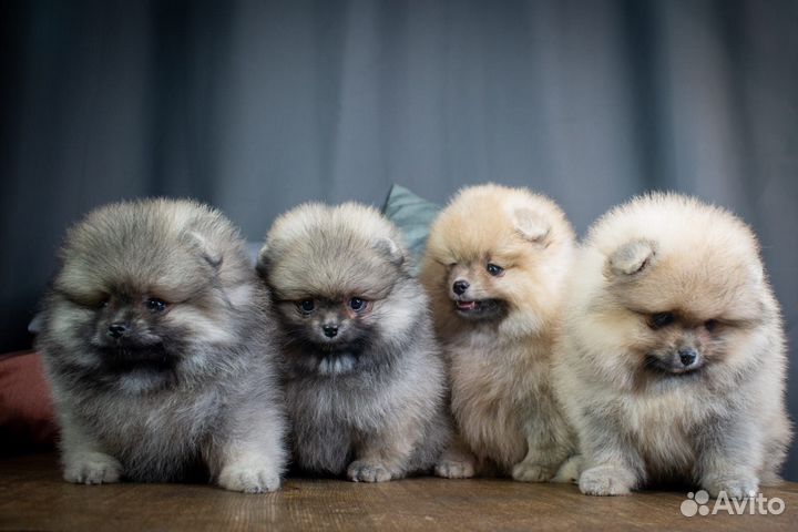 Девочки шпицули