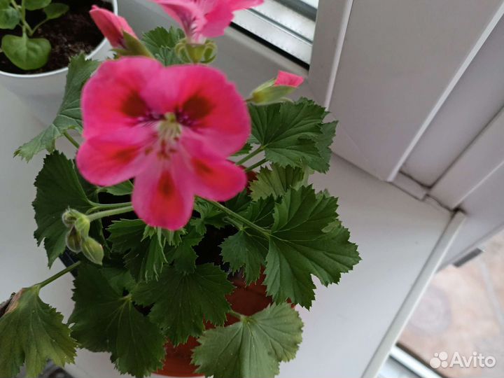 Королевская пеларгония
