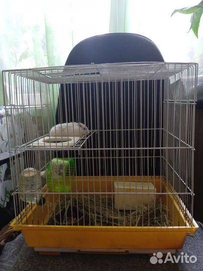 Джунгарский хомяк с клеткой