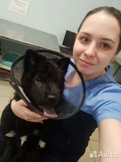 Ветеринарный фельдшер на дом