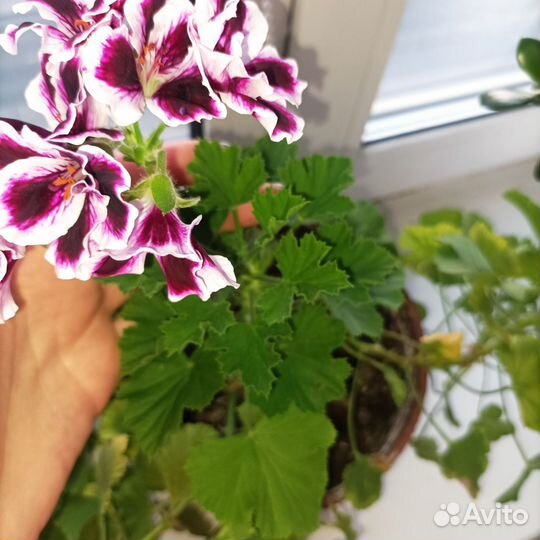 Пеларгония герань королевская