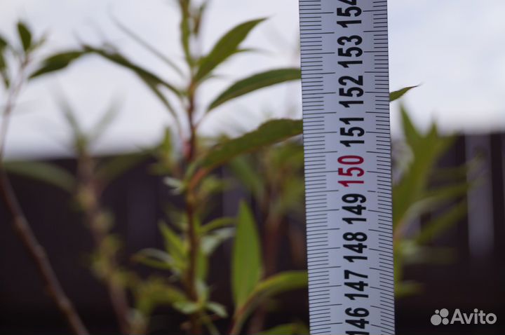 Ива шаровидная ломкая