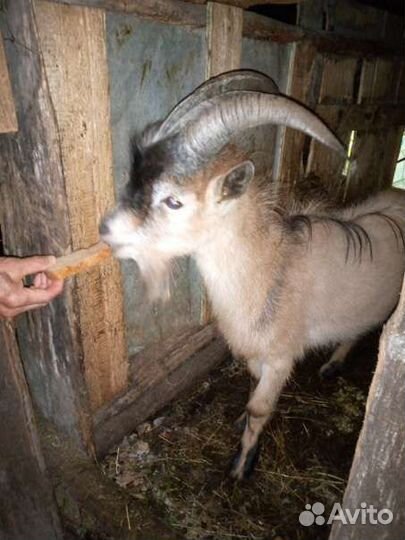 Козёл 1.5 года