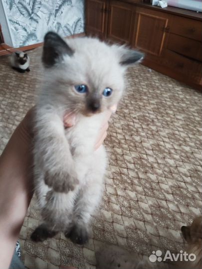 Котята сиамские, мальчик и девочка