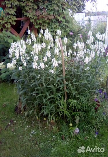 Физостегия