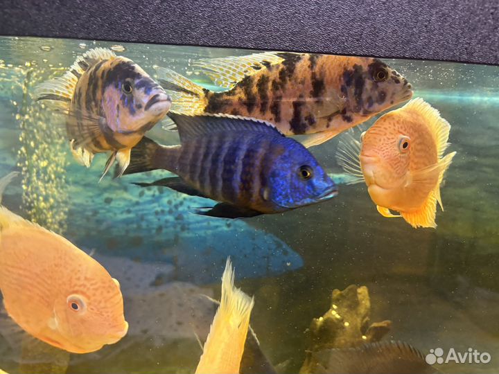 Молодой красавчик