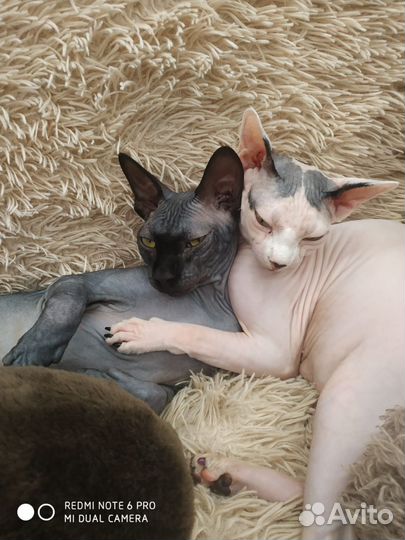 Котята Сфинксики