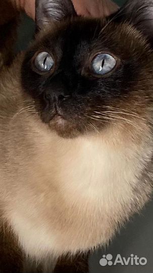 Тайские котята