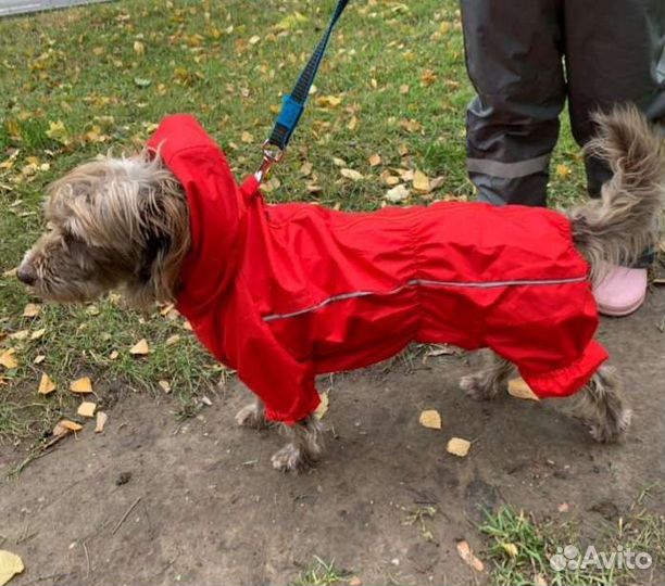 Дождевик для маленькой собаки XL