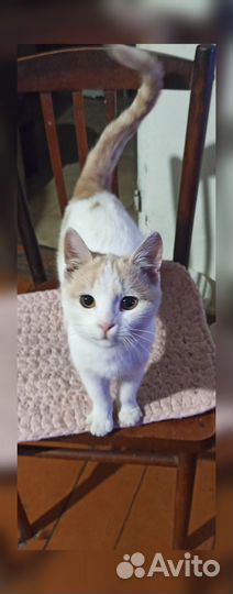 Кошки в добрые руки бесплатно