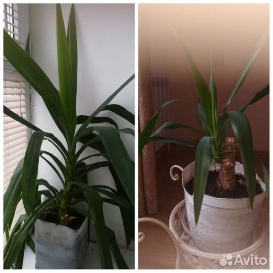 Цветы комнатные