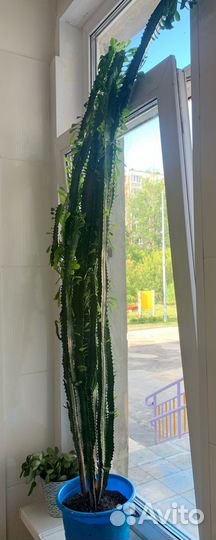 Кактус молочай