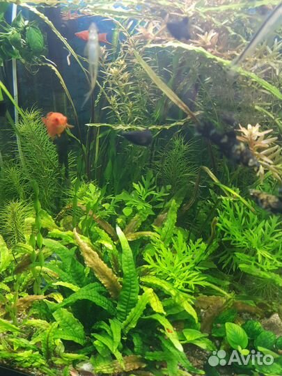 Растения живые для аквариума
