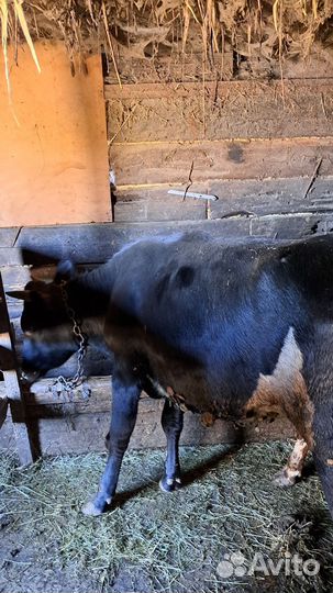 Быки и телки