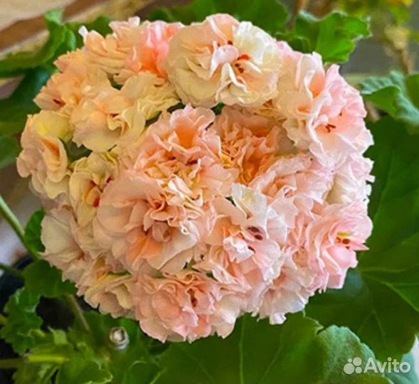 Пеларгония герань