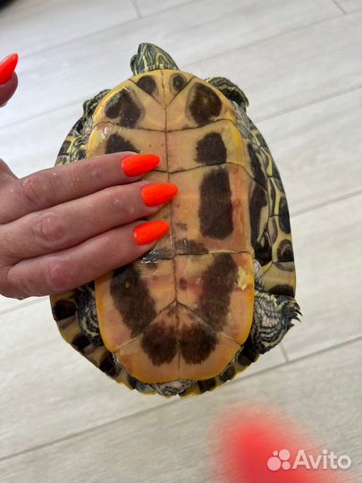 Красноухая черепаха