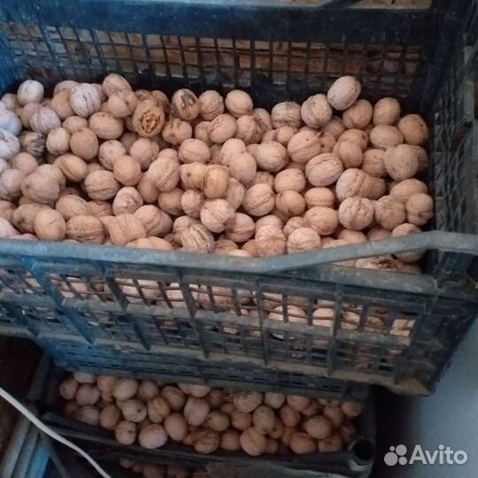 Орех грецкий