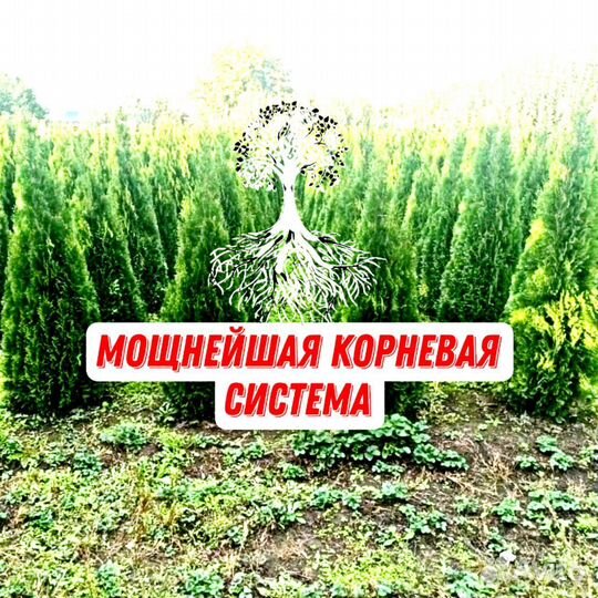 Саженцы туи под ключ с гарантией