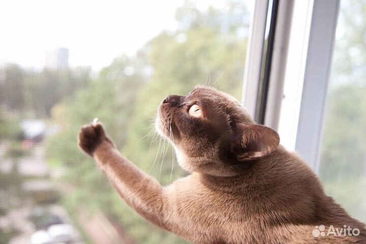 Москитные сетки антикошка изготовление установка