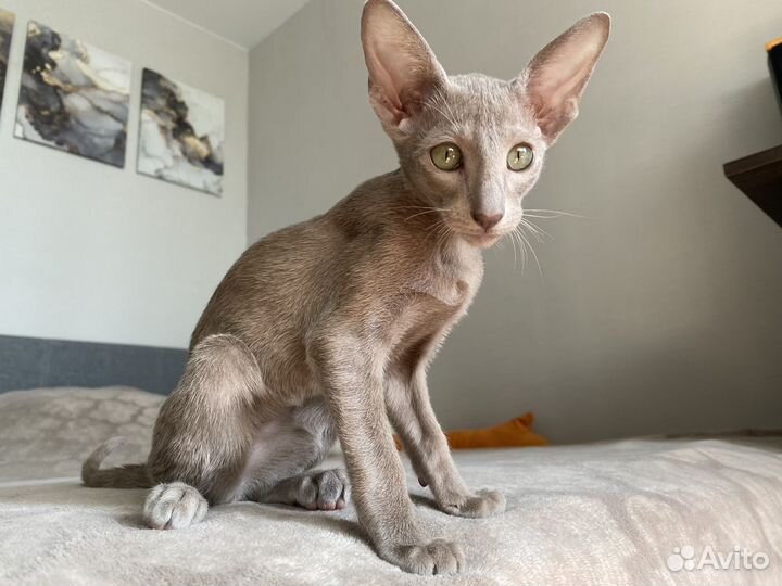 Ориентальный котёнок