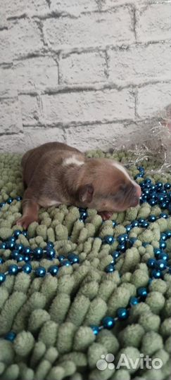 Парень триколор